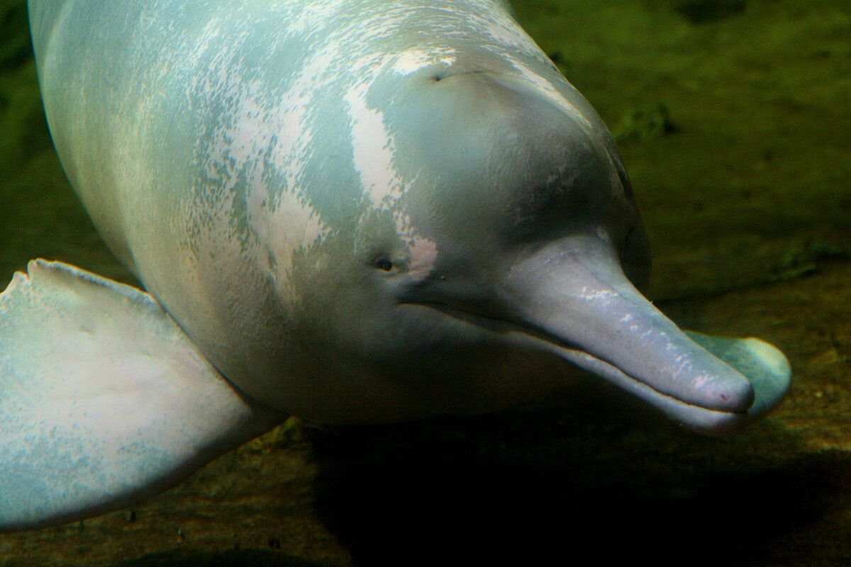 Гангский Дельфин глаза