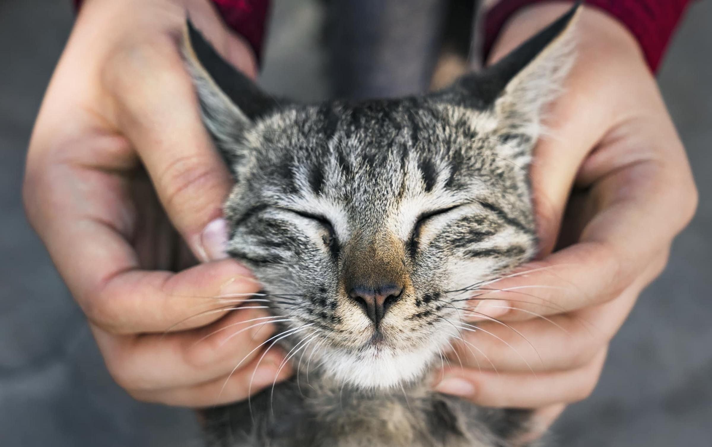 Кот с руками. Гладить кошку. Рука гладит кошку. Поглаживание кошки. Человек гладит кошку.