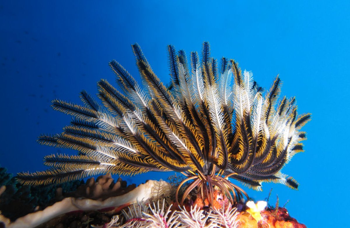 Морской б. Криноидея морская Лилия. Crinoidea морские лилии. Иглокожие морская Лилия. Морская Лилия Ордовик.