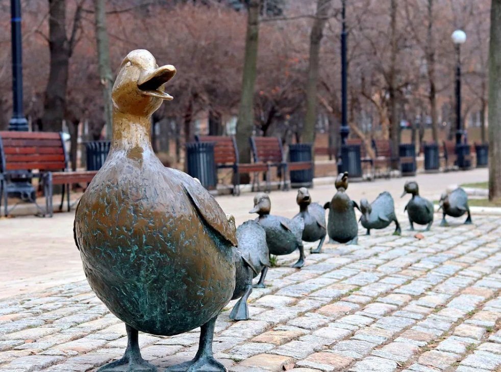 уточка в москве. огарь парк яуза. уточка в москве. утки подмосковья огари. огарь птица.