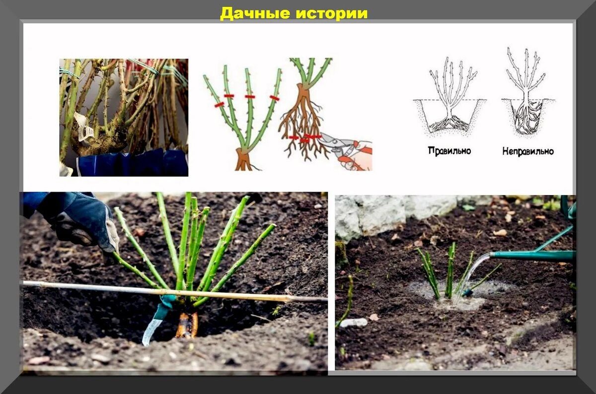 Как определить место прививки у розы при посадке фото