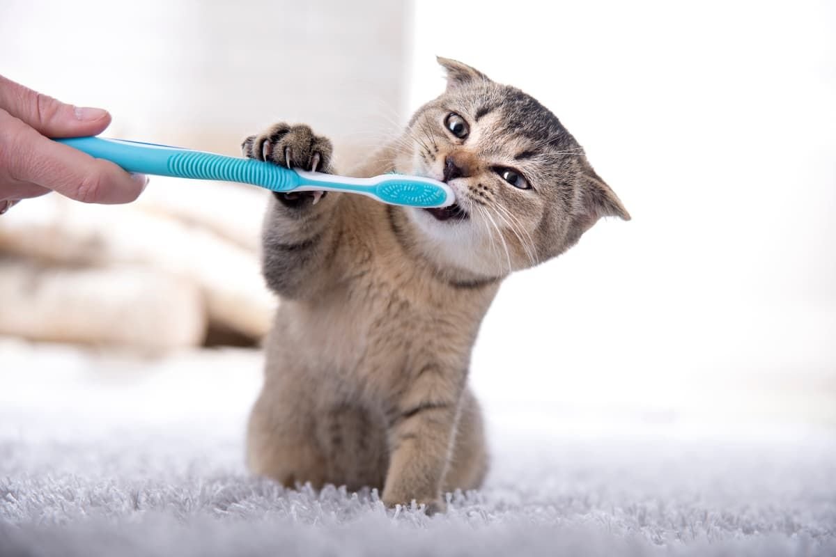 Зубные щетки с котами