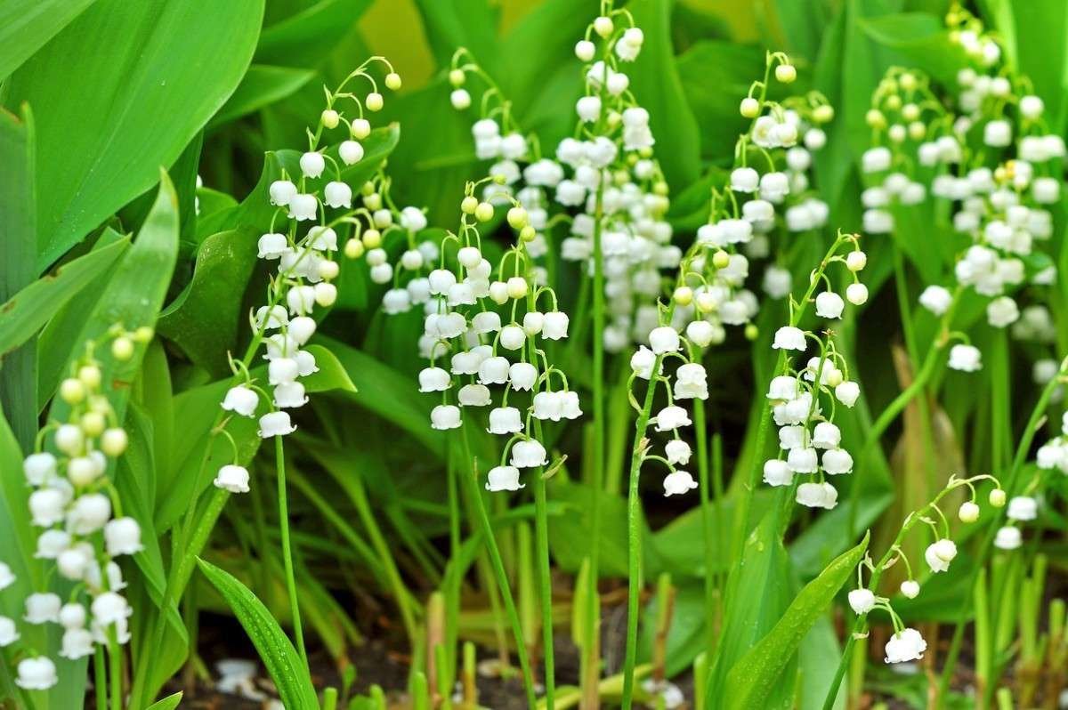 Над растения. Ландыш Майский. Ландыш Майский цветок. Ландыш Майский (Convallaria Majalis l.). Ландыш Майский (лат. Convallária Majális).