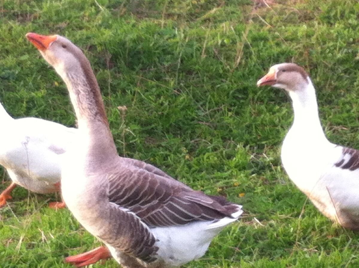 Продолжительность жизни гуся. Гусыня наседка. Арзамасский гусь. Гуси 3 месяца. Пять гусей.
