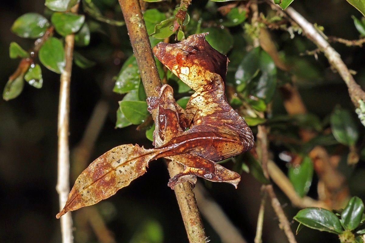 Геккон Uroplatus