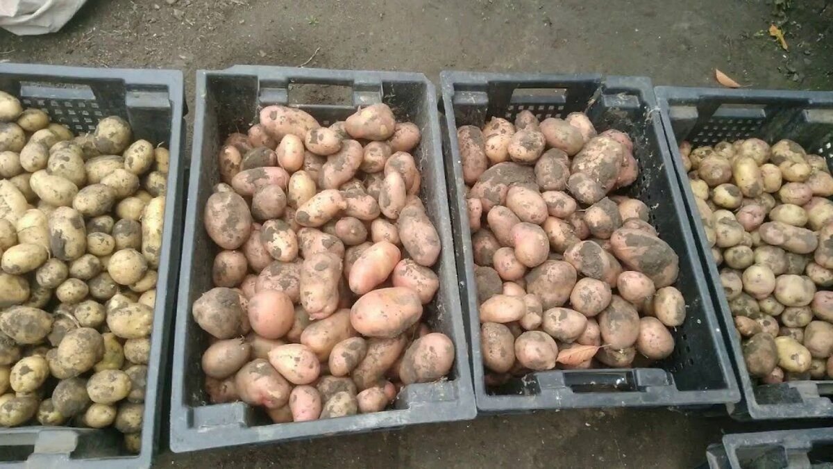 Картофель 2 урожай. Дом картошка. Кербовка картофеля перед посадкой.