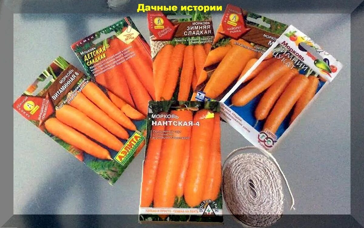 Морковь под зиму какой сорт. Сорта моркови для посадки. посадка моркови на семена. сорта моркови для посадки весной. морковь для зимнего посева сорта.