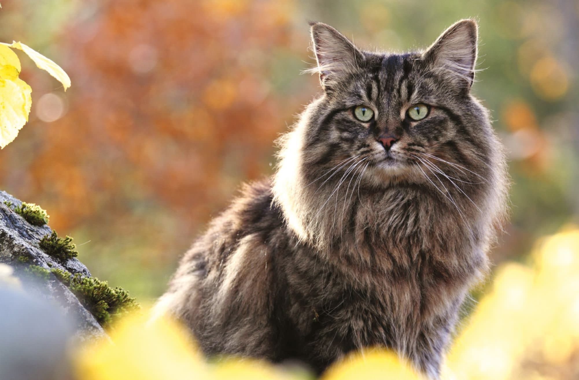 Норвежский Лесной кот серый