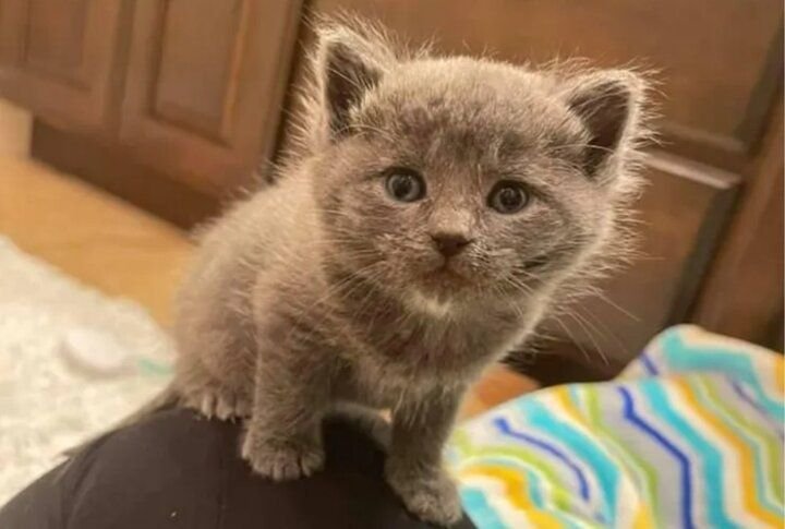 котенок жалобно мяукает. жалобно пищал. жалобно пищал. жалобно пищал. самые холесенькие кошечки.