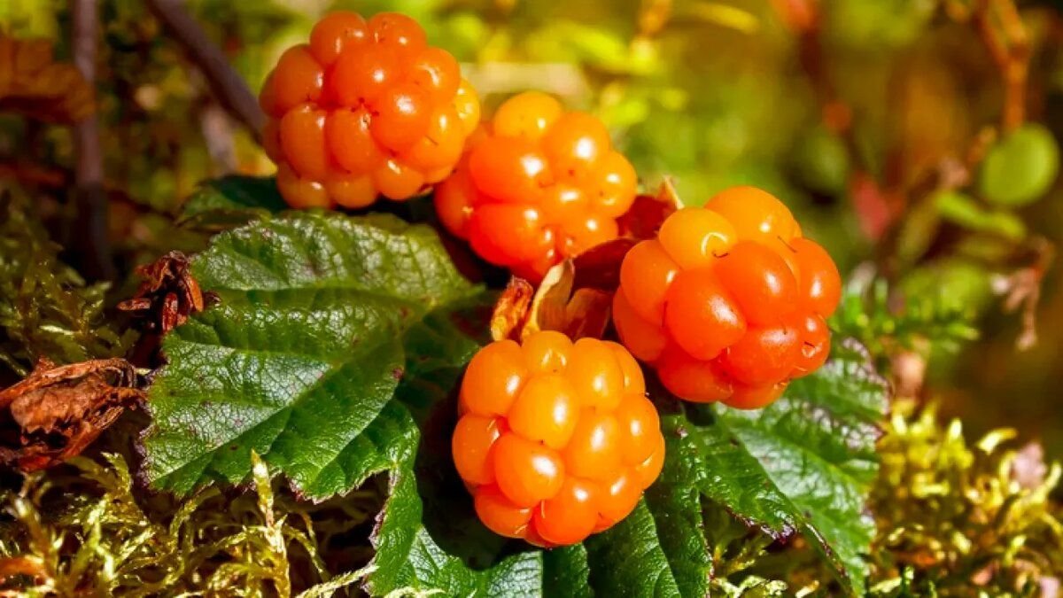 Картинки морошки для детей цветные