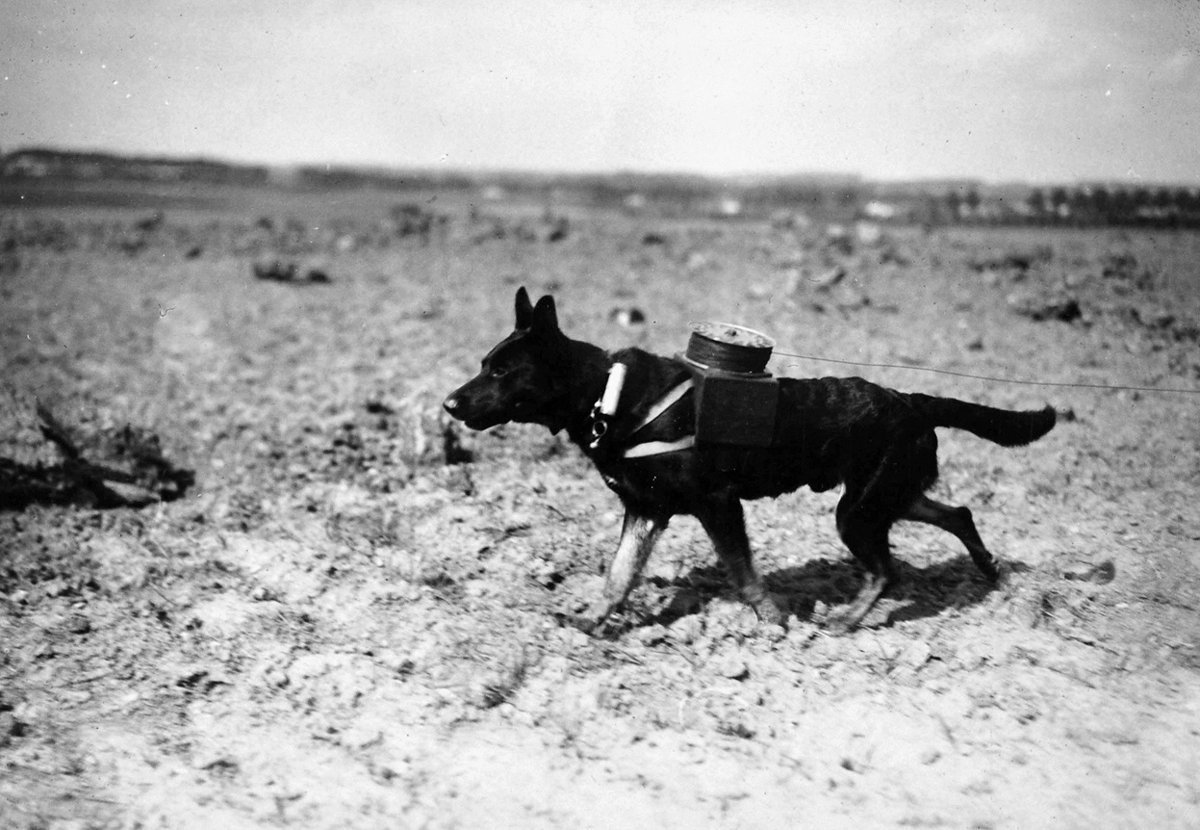 Собаки санитары в годы Великой Отечественной войны