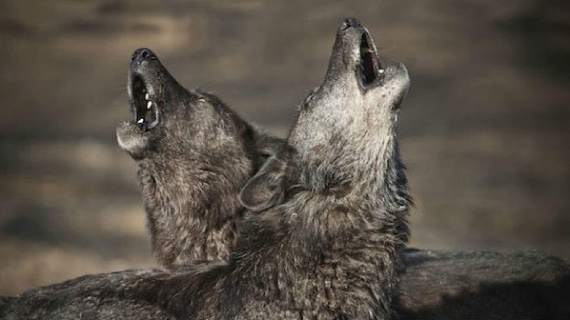 Воющий волк