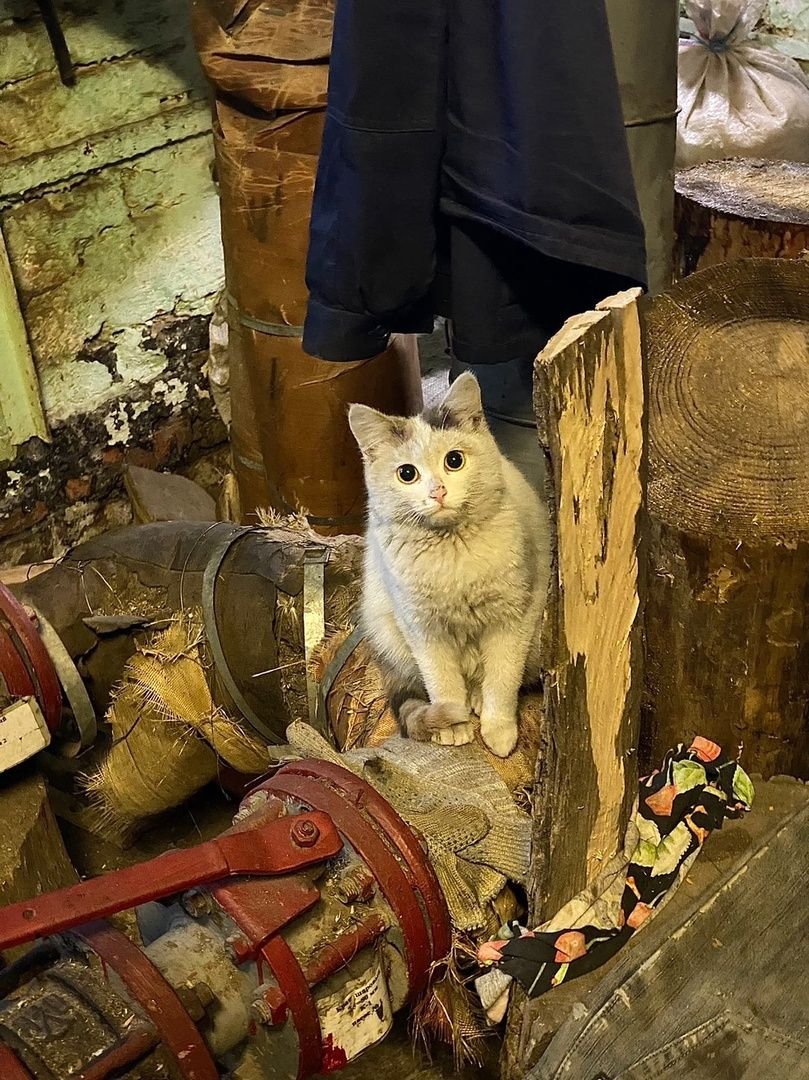 Коты на заводе