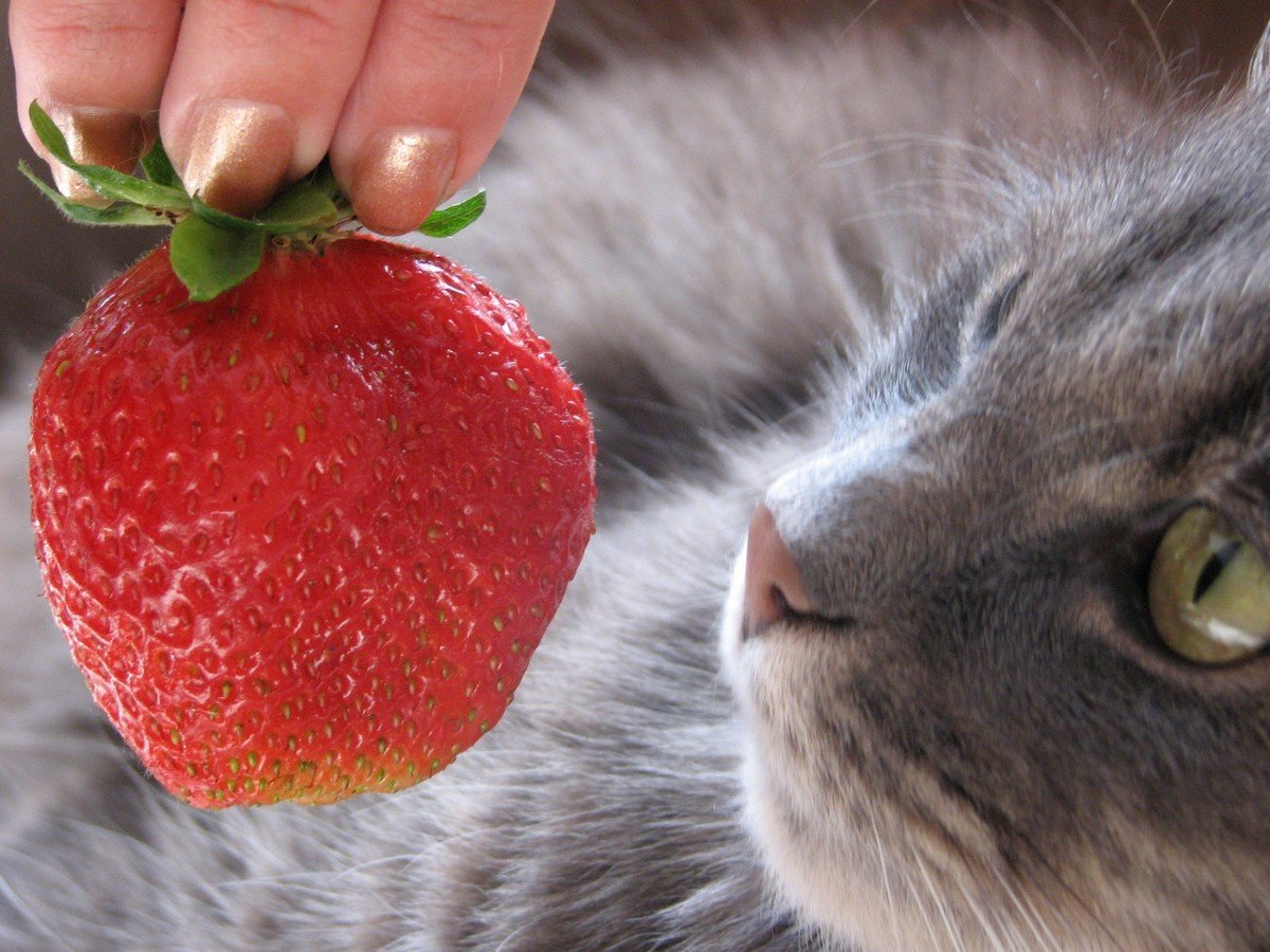 Можно собакам клубнику. Кошка и ягоды. Коты и клубника. Котенок с клубникой. Котик с ягодами.
