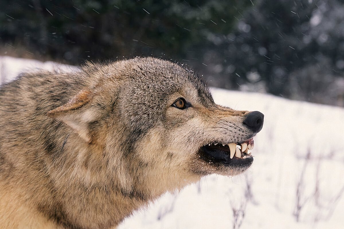 Волк поджимает уши