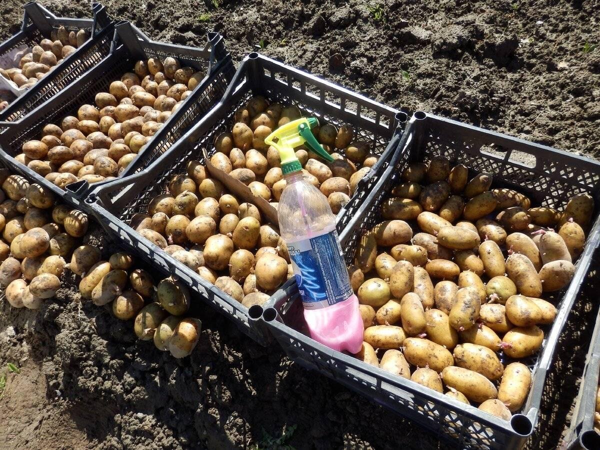 Можно ли обрабатывать картошку. Защита картофеля. Обработка картофеля перед посадкой. Переработка картошки. Обработка картофеля от колорадского жука.