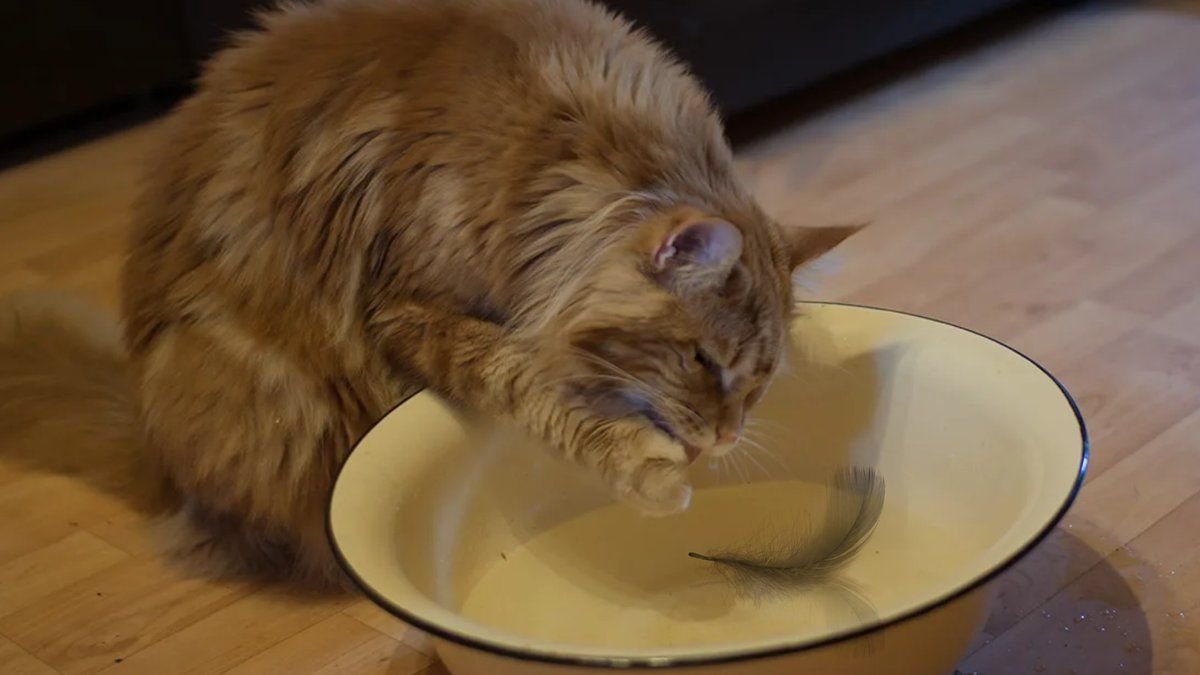 Кот пьет воду из под крана. Кошка в воде. Кошка лакает. Cat water bowl. Кот двигает миску.