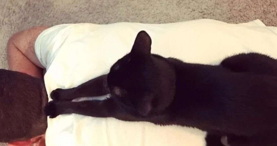 История о том, как чёрный кот долго блуждал по улицам, но потом выбрал себе хозяев и обрёл счастье в жизни