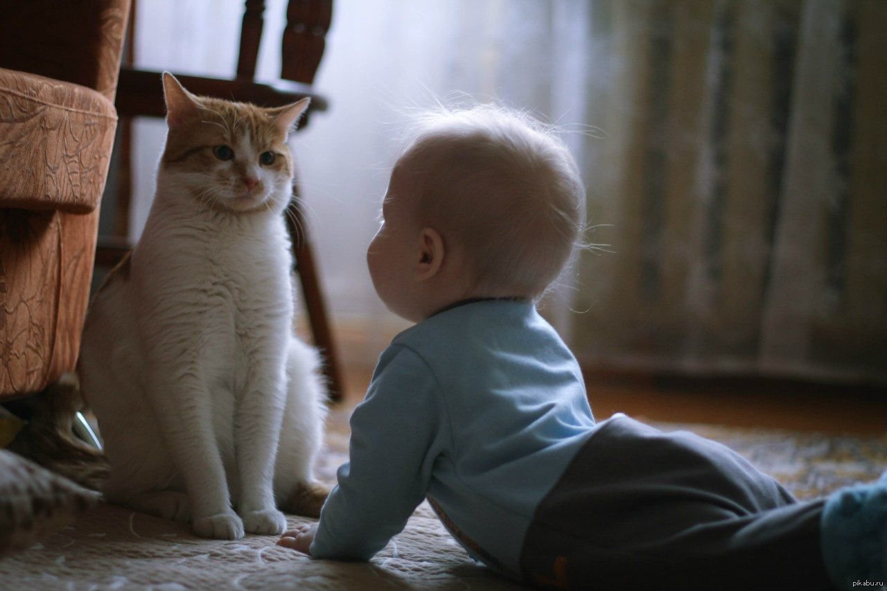 Кошка и хороший мальчик. Кошка для детей. Коты и дети. Кот и младенец. Котёнок-ребёнок.