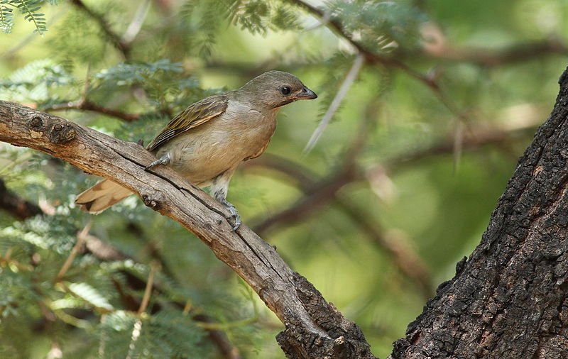 Honeyguide птица