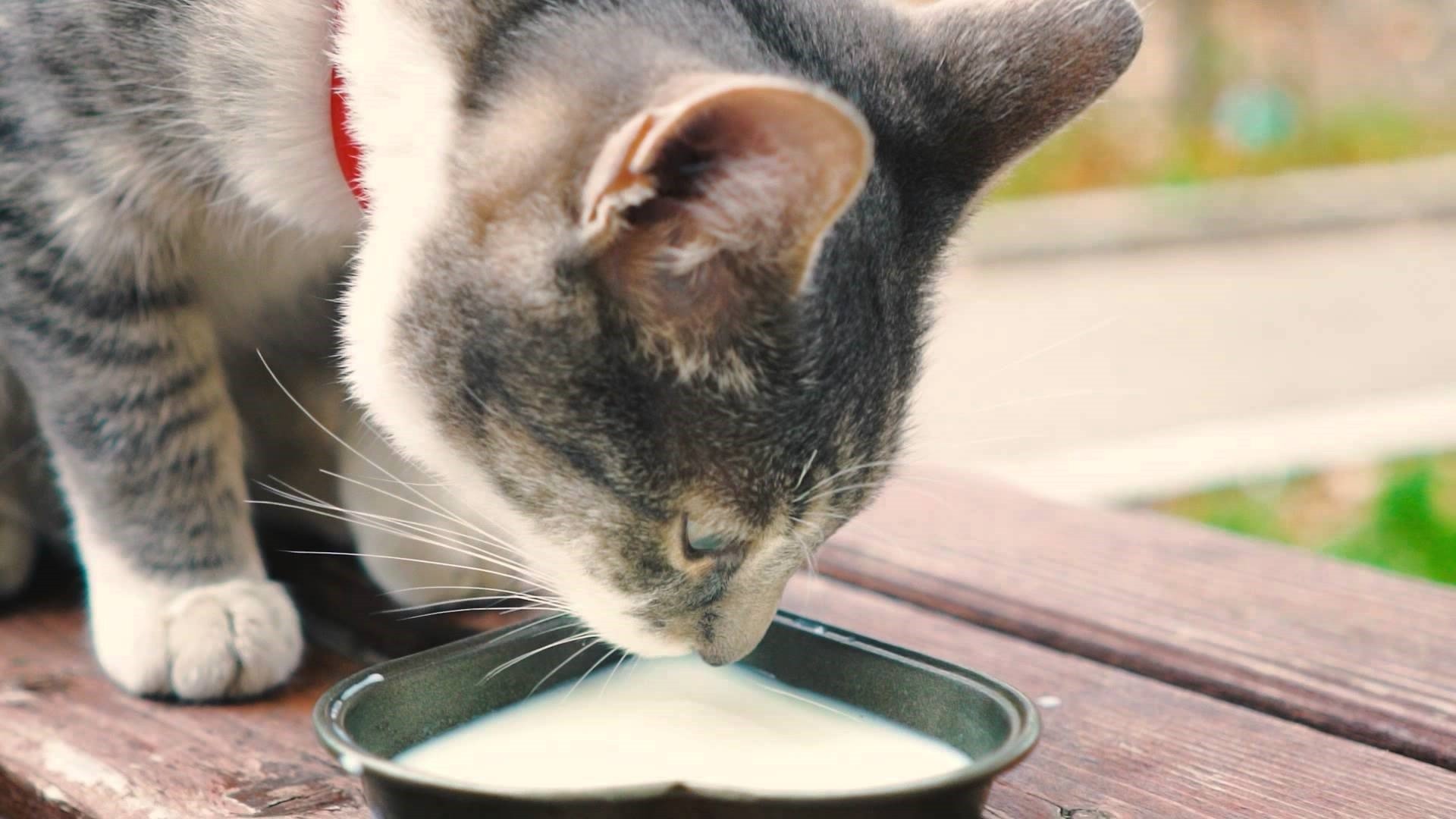 Кошка пьет лапой. Кот лакает молоко. Кот пьет молоко. Кошка пьет молоко. Котенок пьет молоко.