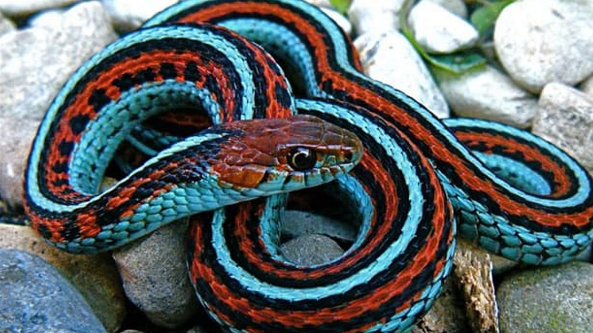 Цвета змей. Подвязочная змея (Thamnophis sirtalis). Подвязочная змея Thamnophis Marcianus. Калифорнийская Краснобокая Garter Snake змея. Змея полосатый полоз.