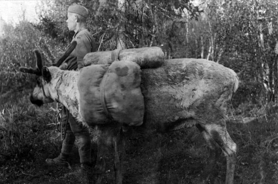 Олени вов. Лоси на войне 1941-1945. Лоси и олени на войне 1941-1945. Лоси в Великой Отечественной войне. Лоси и олени в Великой Отечественной войне.