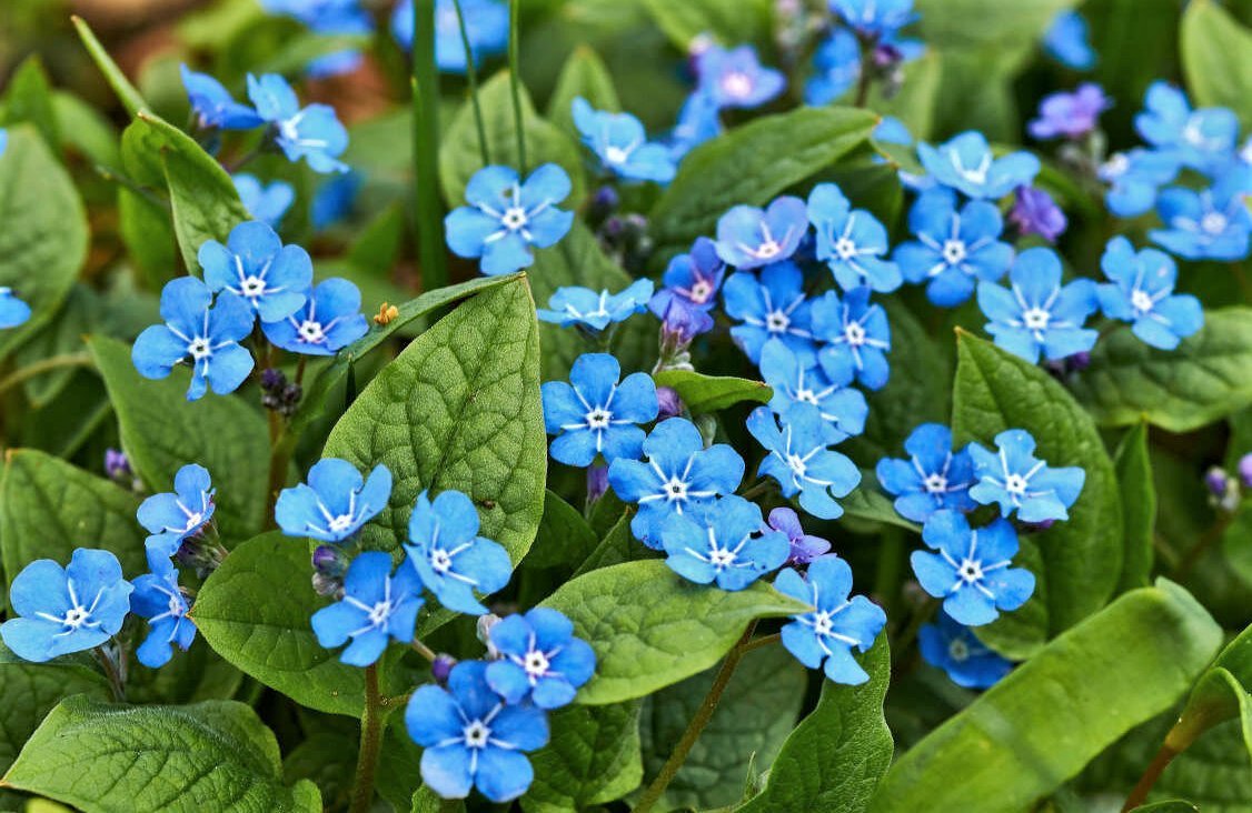 Растение с голубыми цветочками фото с названиями