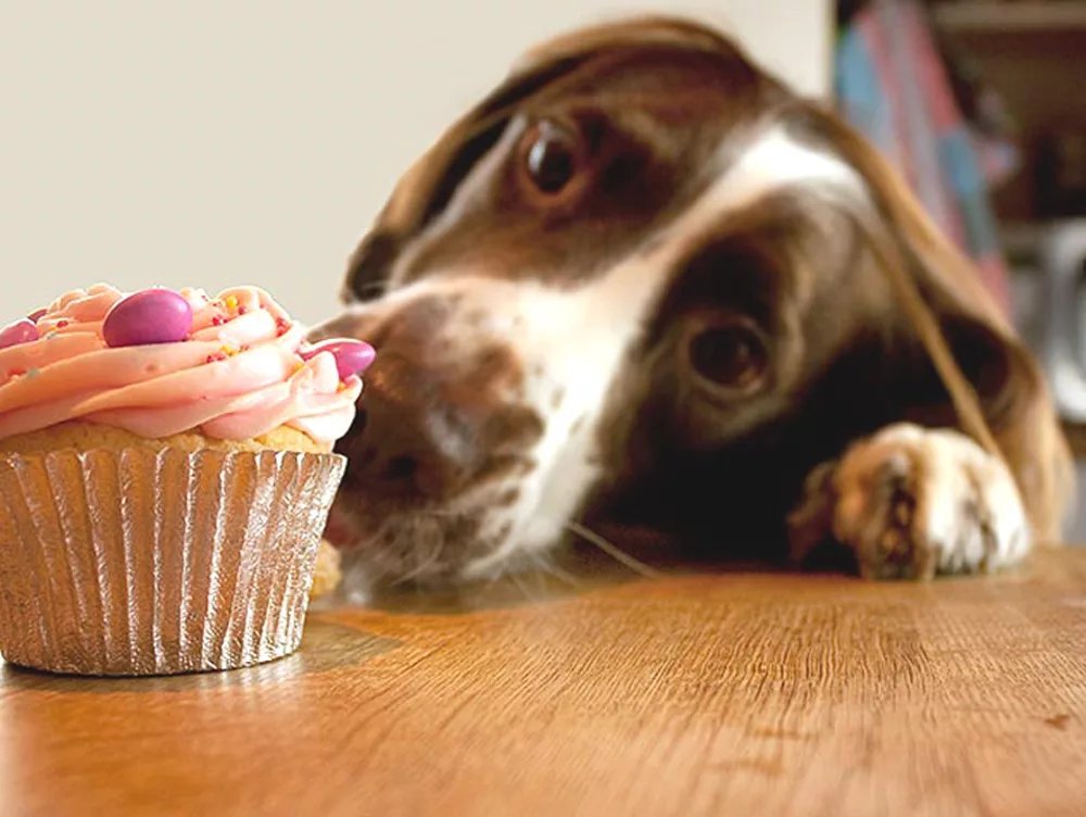 Какой сладкий десерт нельзя давать собакам. Запретная еда для собак. Сладости для собак. Какой сладкий десерт нельзя давать собакам. Собака ест лакомство.