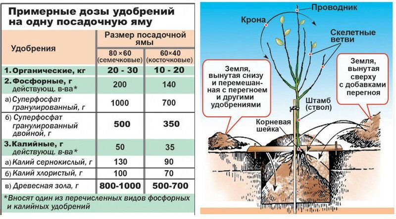 Схема подкормки роз весной