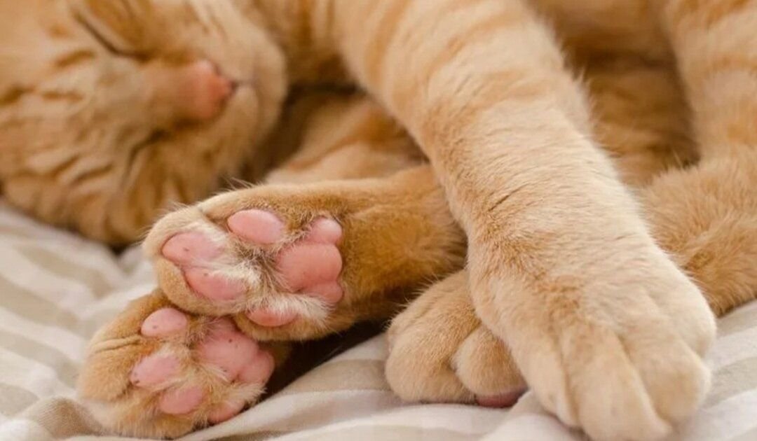 кошачья лапка. лапка котенка подушечки.