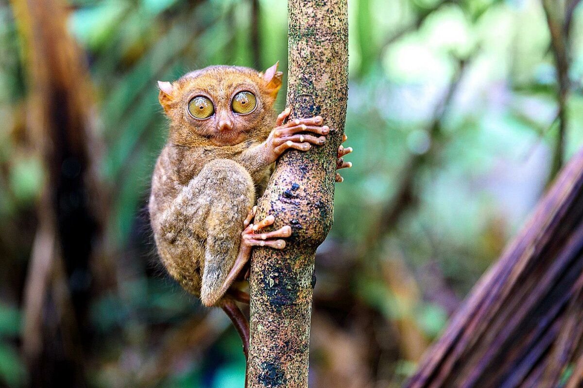 Зверек живущий на деревьях. Мадагаскарский долгопят. Суматранский долгопят. Лемур долгопят Бебра. Сирихта (долгопят).