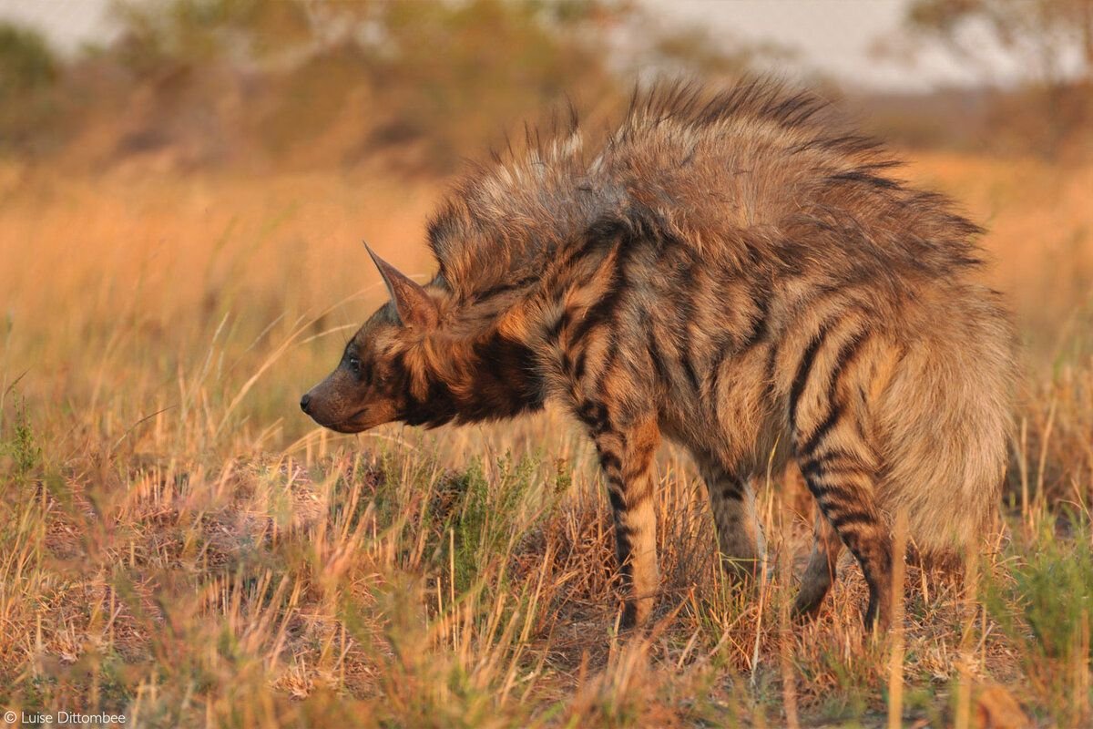 Бурая гиена Hyaena brunnea