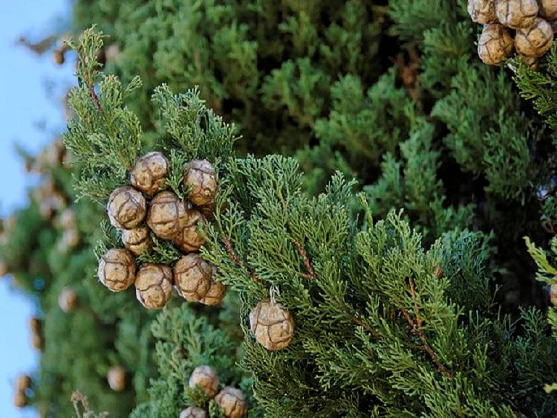 Можжевельник древесина. Кипарис вечнозеленый (Cupressus sempervirens). Cupressus sempervirens l. Кипарис вечнозеленый. Туя Восточная плосковеточник шишки. Семейство Кипарисовые (Cupressaceae).