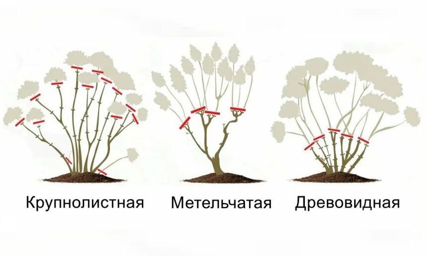 Схема посадки фрезии