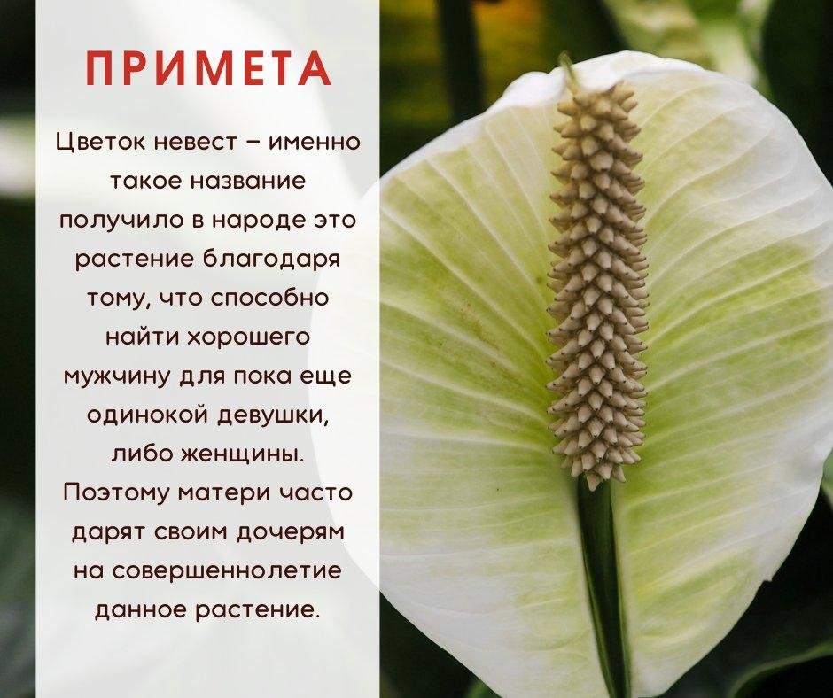 спатифиллум шопен розовый. спатифиллум королевский гигант. родина растения спатифиллум комнатная. спатифиллум (женское счастье) джемини. содержание женского счастья.