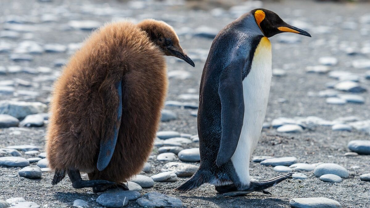 Птенец королевского пингвина