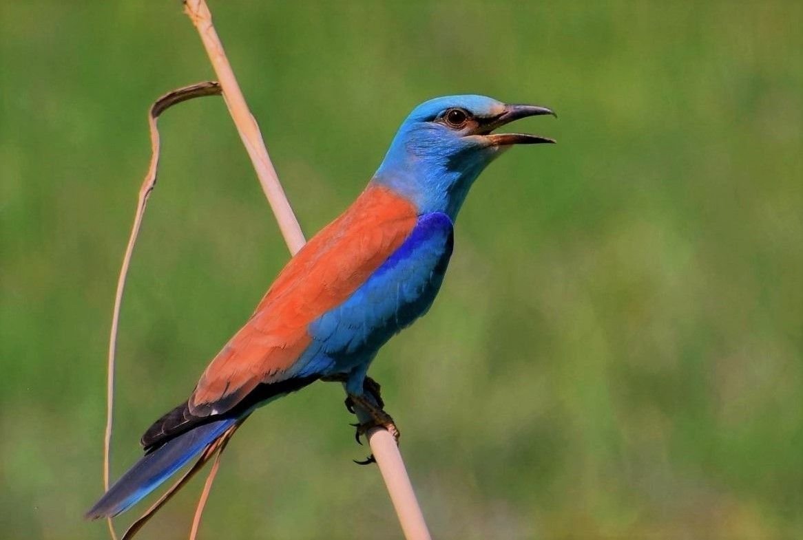 Https bird. Ракша сизоворонка. Птица Ракша сизоворонка. Абиссинская сизоворонка. Обыкновенная сизоворонка Coracias garrulus.