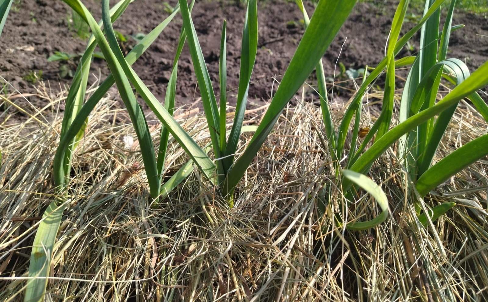 Пожелтели листья чеснока весной. Желтеет озимый чеснок. Растения на огороде вянут весной. Растения на огороде вянут весной наблюдение.