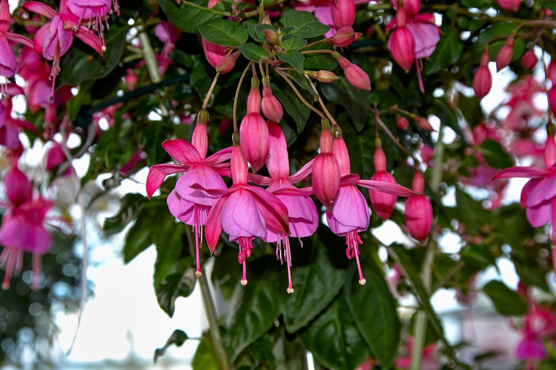 Название цветов фуксия. Фуксия Андромеда. Фуксия Fuchsia. Фуксия ампельная эллебел. Фуксия Империал Кроун.