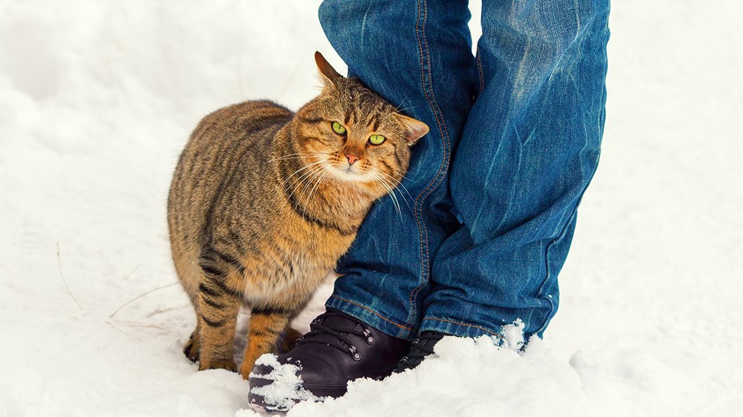 Котики ходи. Кот трется. Кот трется об ноги. Кот ластится к ногам. Кошки ласкаются о ноги.