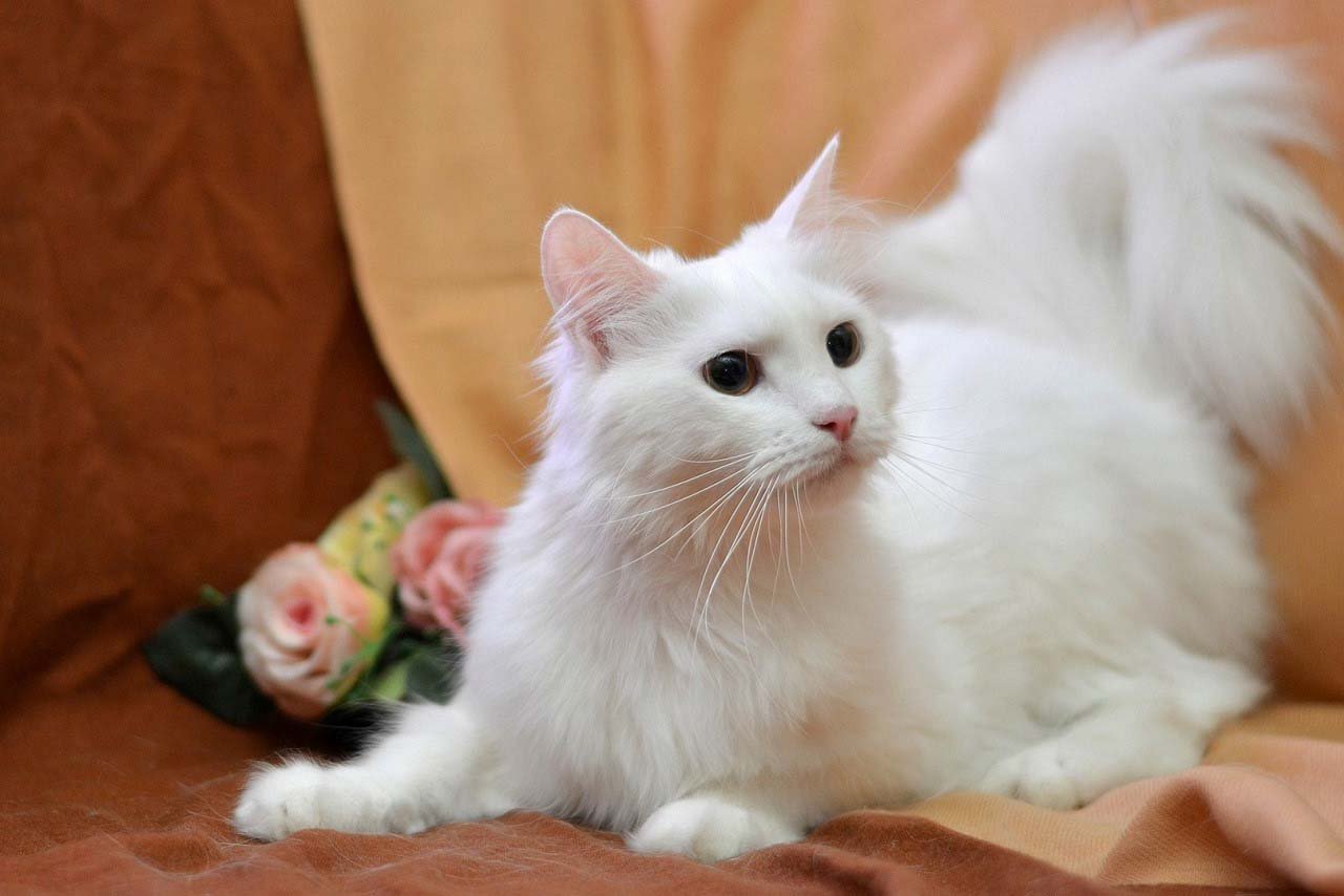 Ангорская кошка турецкая ангора