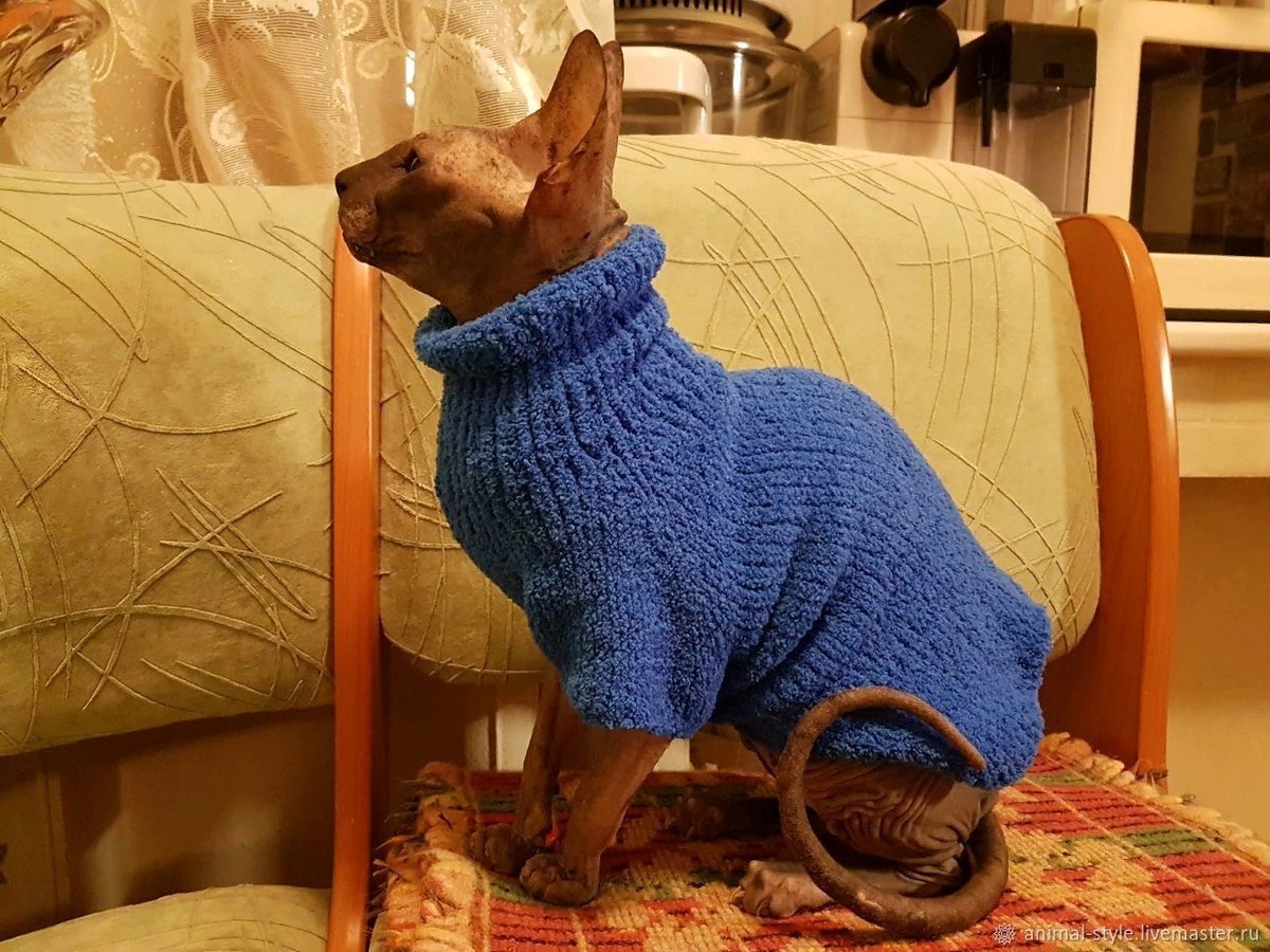 Кот в свитере