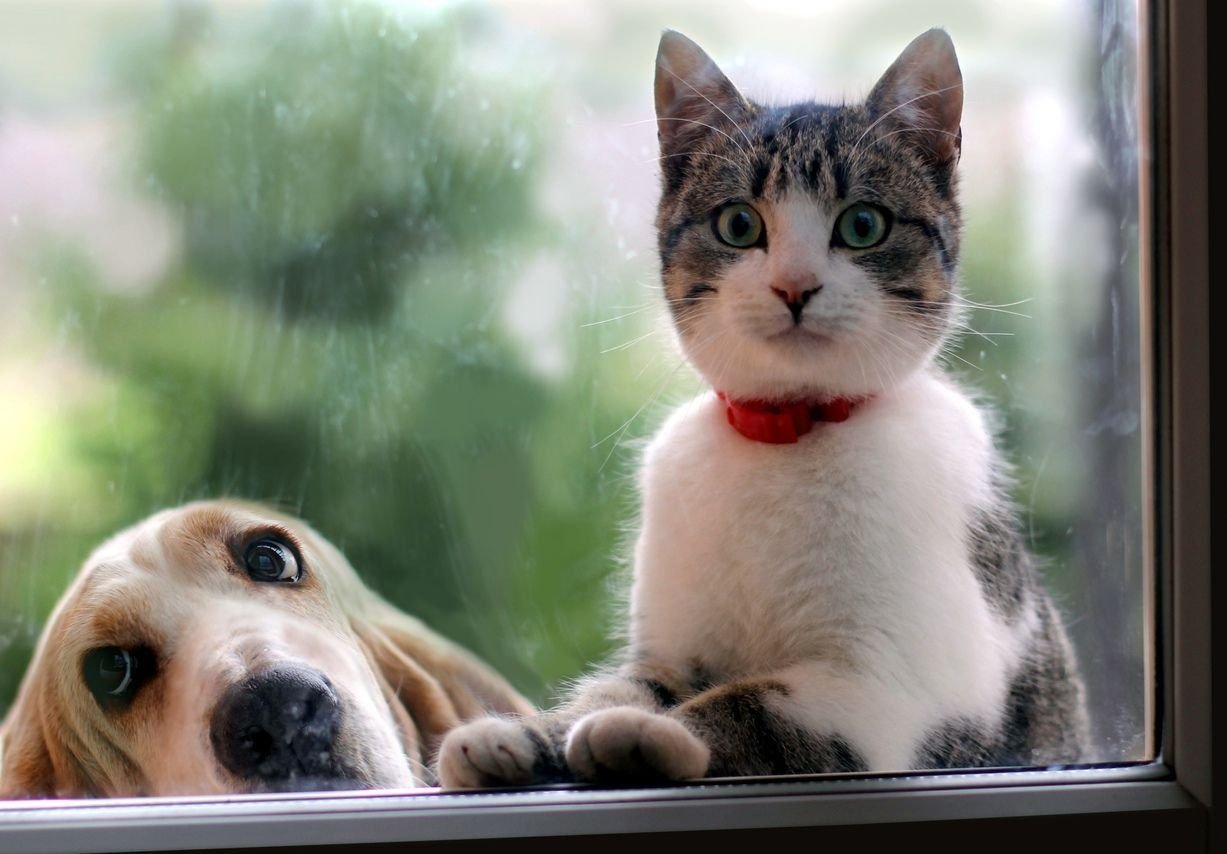Кот и собака у окна