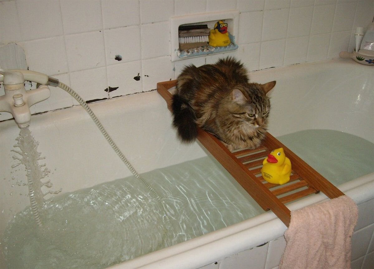 Кота моют в ванне. Мытье котов. Кот купается. Котик в ванной. Кошка купается в ванной.