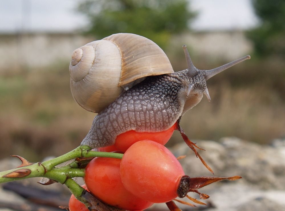 Виноградная улитка. Улитка Helix pomatia. Улитка Виноградная улитка. Виноградная улитка хордовая.