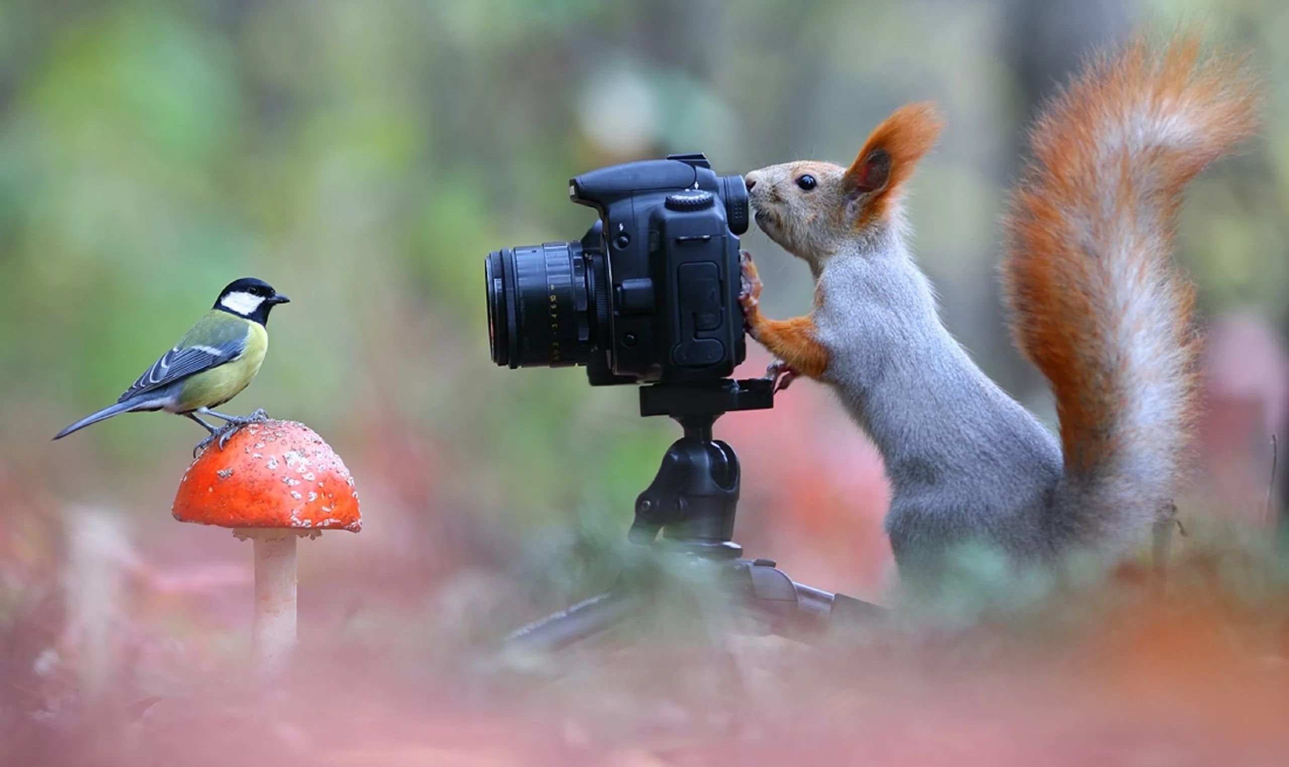 Будете фотографировать. Белка с фотоаппаратом. Животные с фотоаппаратом. Птица с фотоаппаратом. Фотографирование птиц.