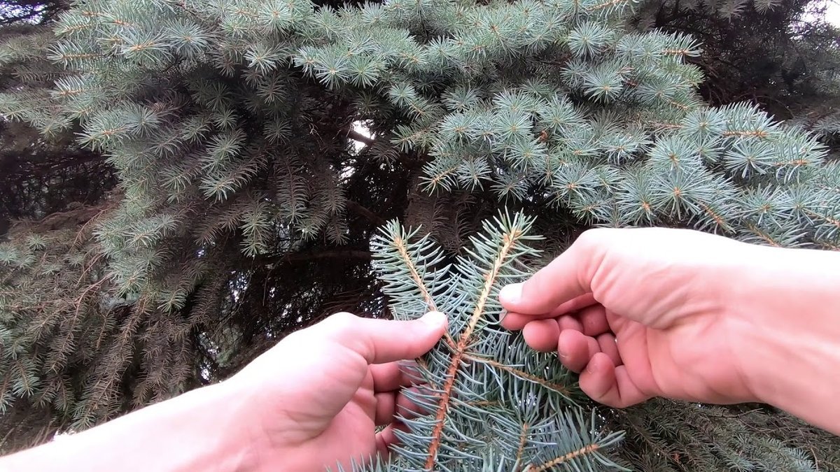 Ели видео. Формирование голубой ели. Голубая ель обрезанная. Стрижка голубой ели. Ель голубая срезанная.