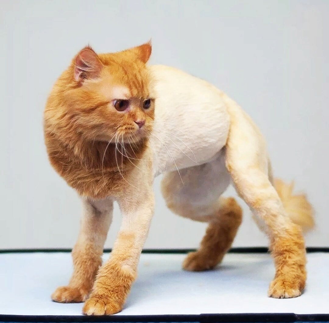 Подстриженные кошки