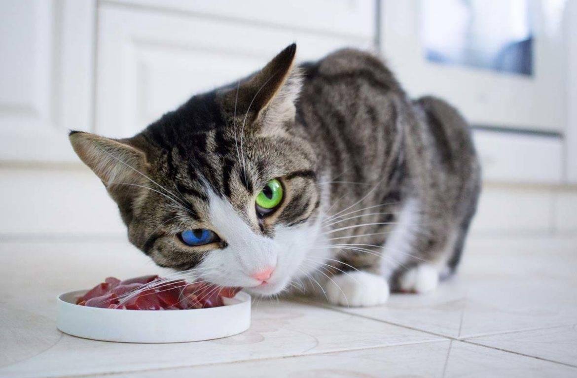 Картинки что едят коты
